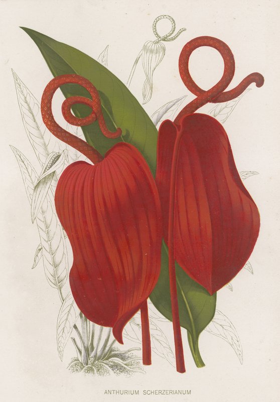Anthurium Scherzerianum af English School