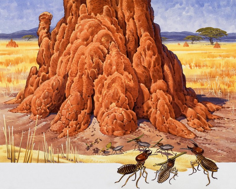 Myrer og Ant Hill af English School