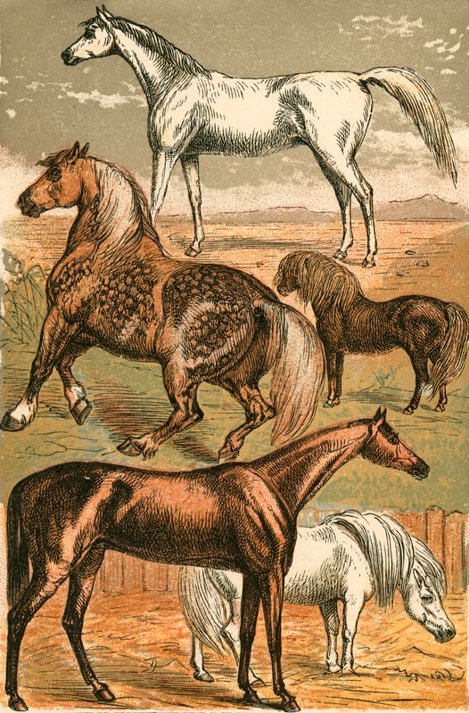Arabisk hest, vognhest, væddeløbshest, shetlandspony og pony af English School