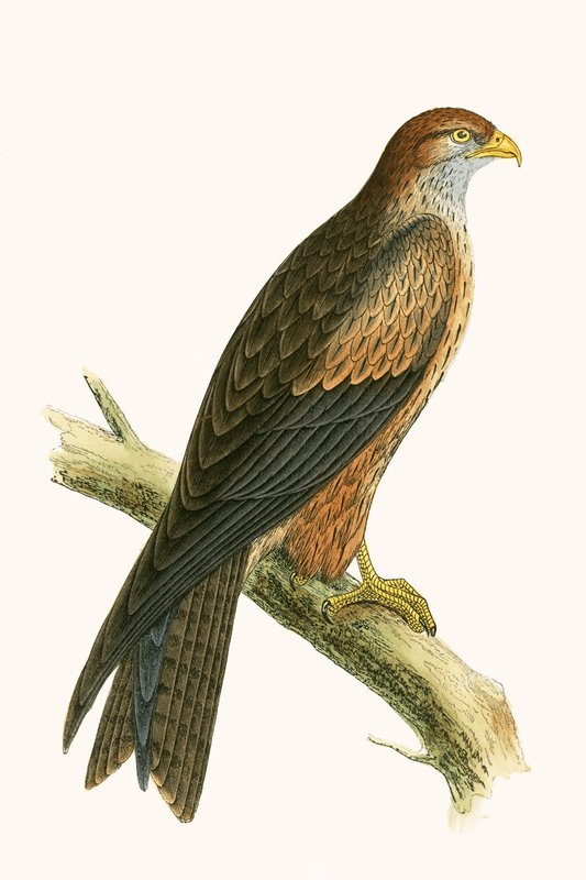 Arabian Kite, illustration fra 