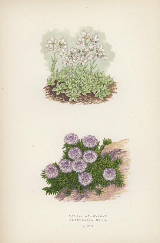 Arabis Androsace; Globularia Nana (farve litho) af English School