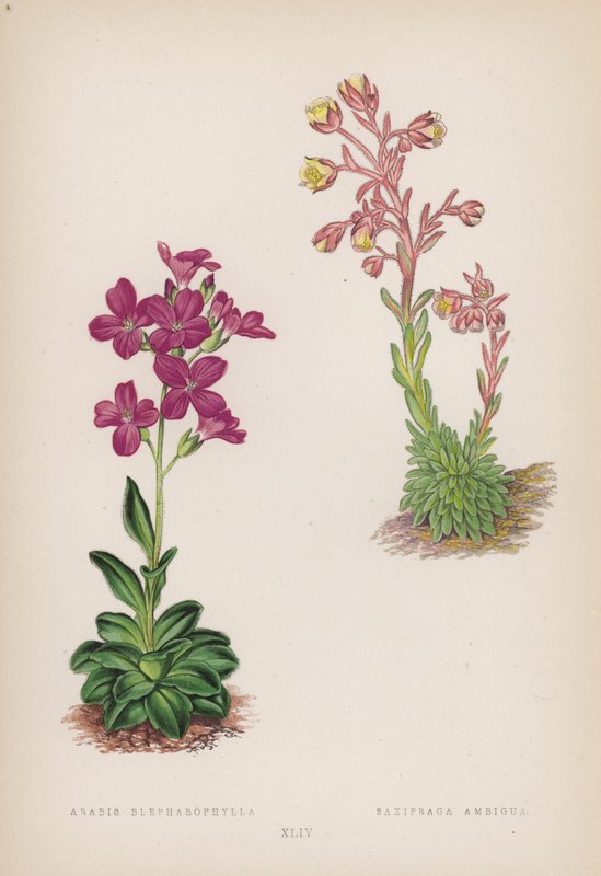 Arabis Blepharophylla; Saxifraga Ambigua (farve litho) af English School