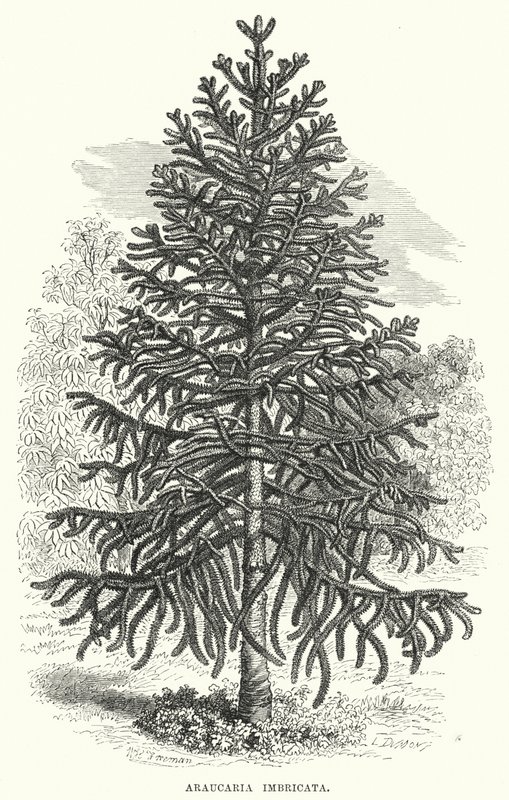Araucaria Imbricata (gravering) af English School