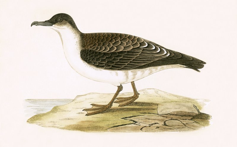 Arctic Cinereous Shearwater, illustration fra 