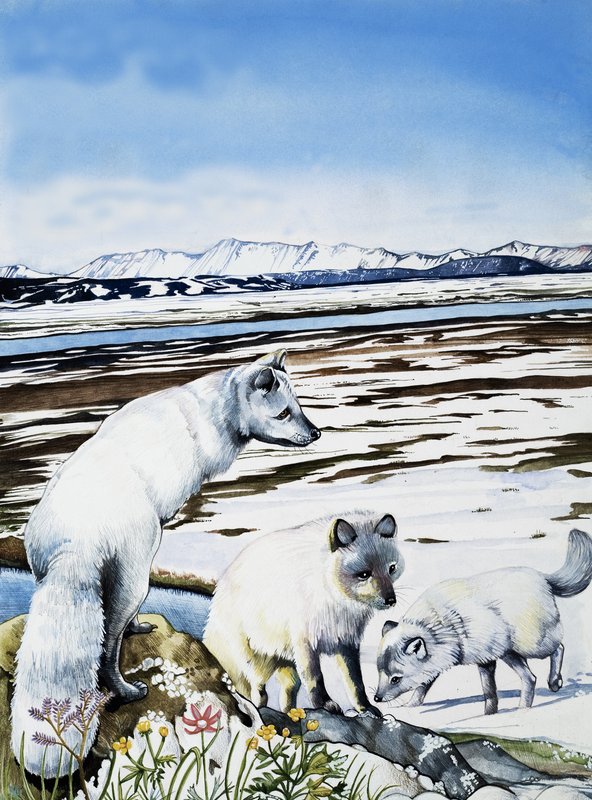 Polar ræv af English School