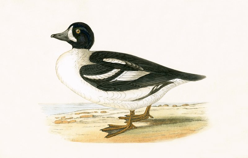 Arctic Garrot, illustration fra 