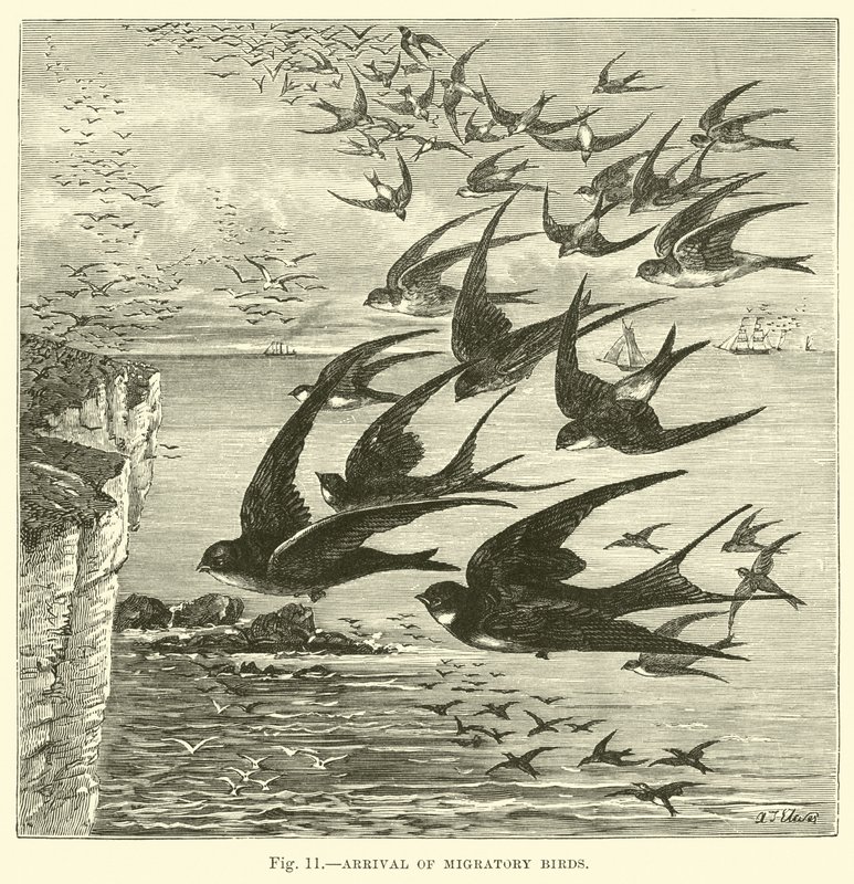 Arrival of migratory birds  af English School