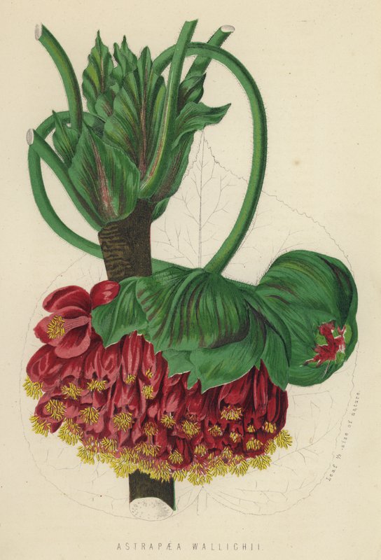 Astrapaea Vallihii (chromolit) af English School