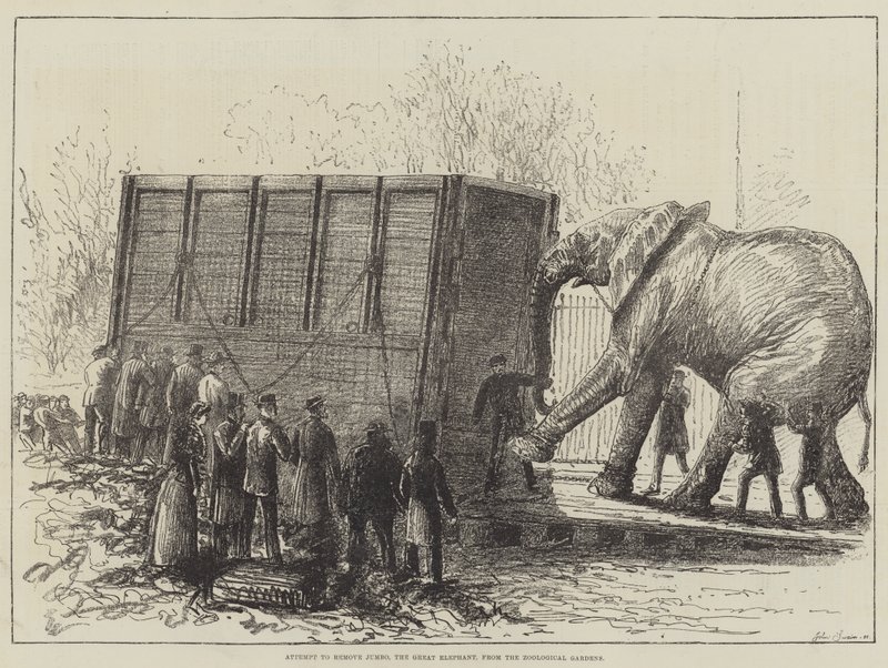 Forsøg på at fjerne Jumbo, den store elefant, fra de zoologiske haver (litho) af English School