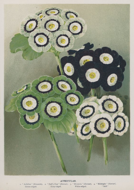 Auriculas af English School