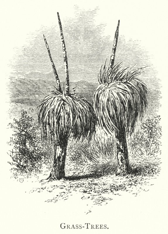 Australien: Grass-Trees (gravering) af English School