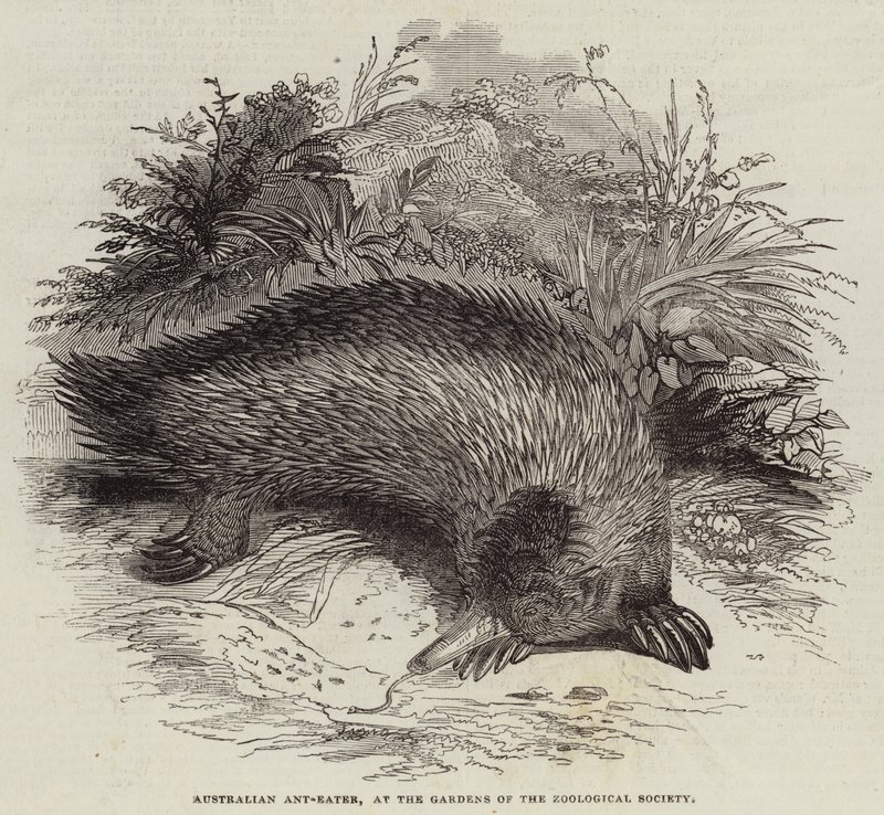 Australian Myre-Eater, ved Gardens of the Zoological Society (gravering) af English School