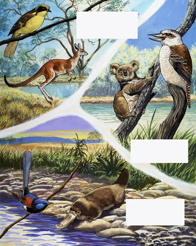 Australske dyr montage af English School