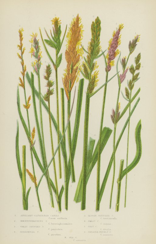 Axillær Carex, Boenninghausen