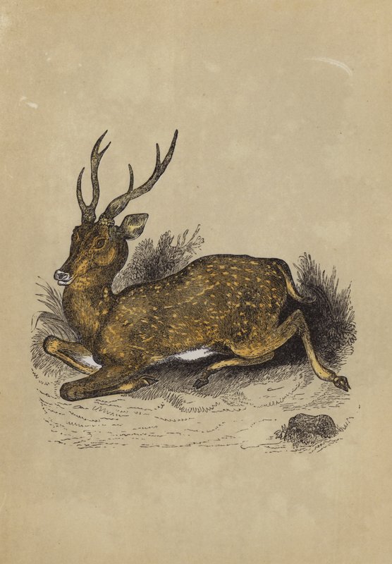 Axis Deer (farve litho) af English School