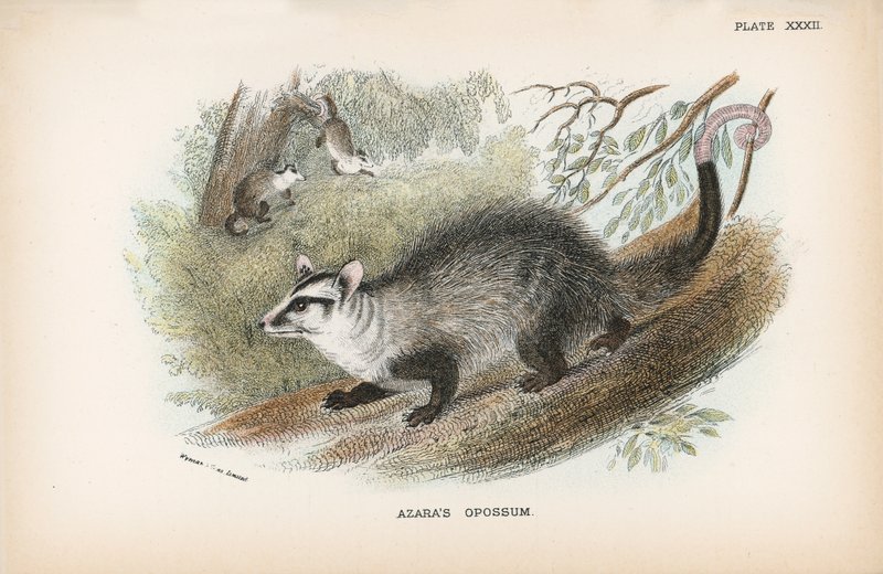 Azaras Opossum af English School