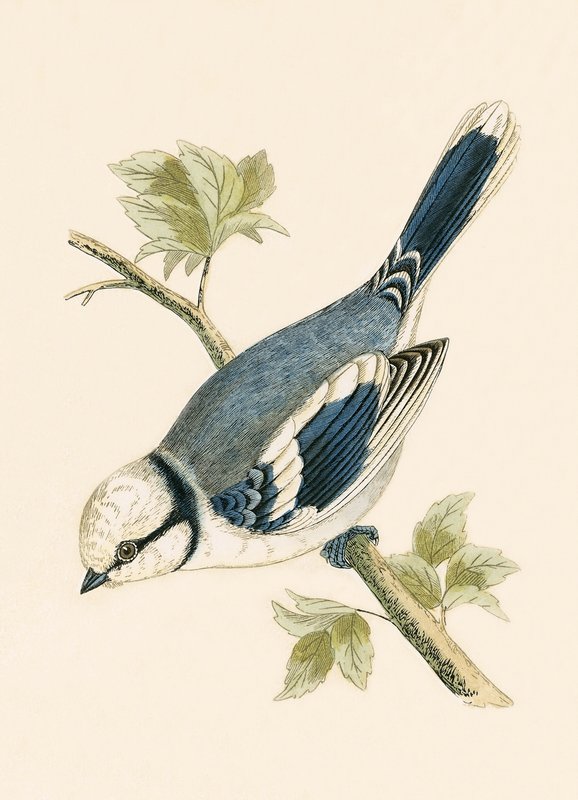 Azurmejs, illustration fra 
