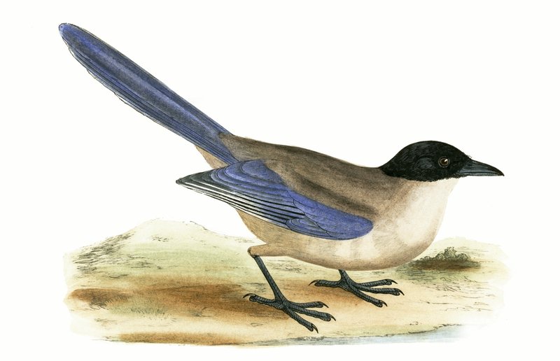 Azure Winged Magpie, illustration fra "A History of the Birds of Europe Not Observed in the British Isles" af Charles Robert Bree (1811-86), udgivet i 1867 af English School