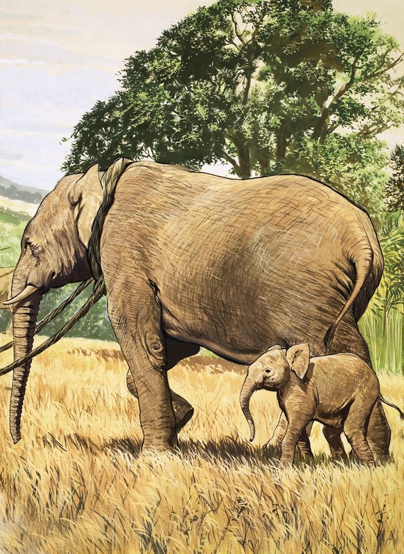 Baby elefant og mor af English School