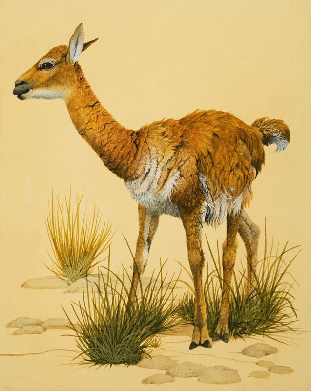 Baby lama af English School