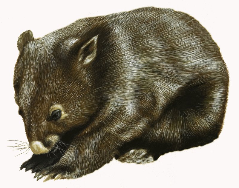 Baby Possum af English School
