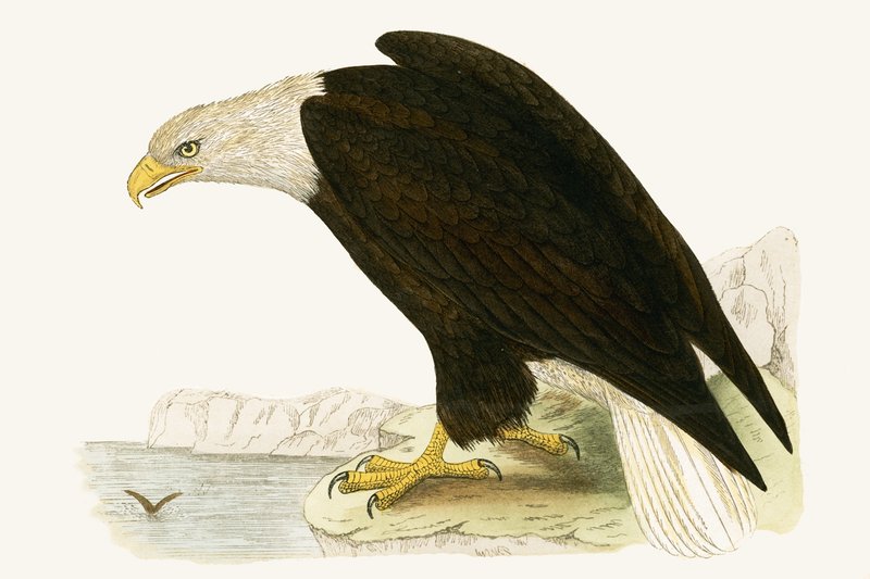 Bald Eagle, illustration fra 