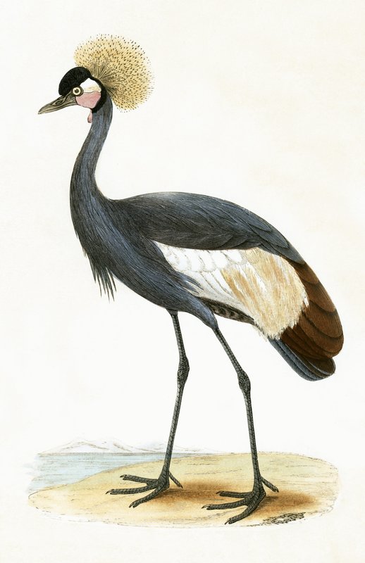 Balearisk trane, illustration fra 
