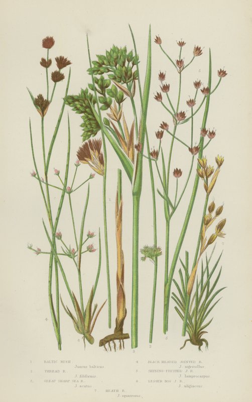 Baltic Rush, Thread Rush, Great Sharp Sea Rush, Black Headed Jointed Rush, Shining-Fruited Jointed (farvelitografi) af English School