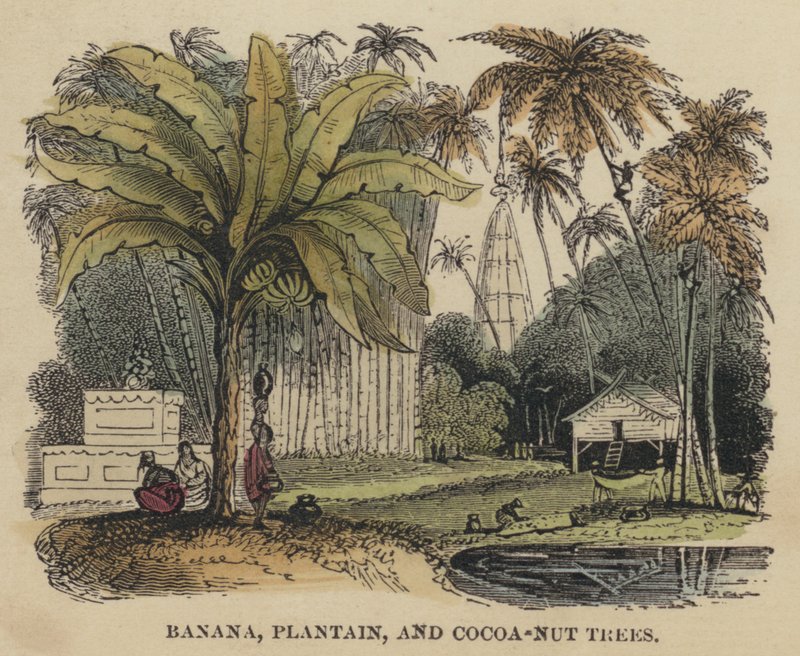 Banan-, plantain- og kakao-nøddetræer (farvet gravering) af English School