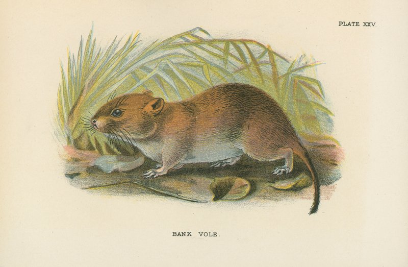 Bank Vole af English School