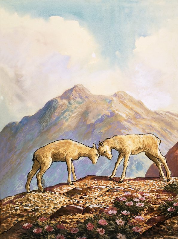 Barbary får af English School