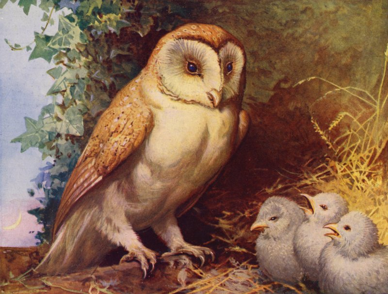 Kirkeugle og kyllinger (farve litho) af English School