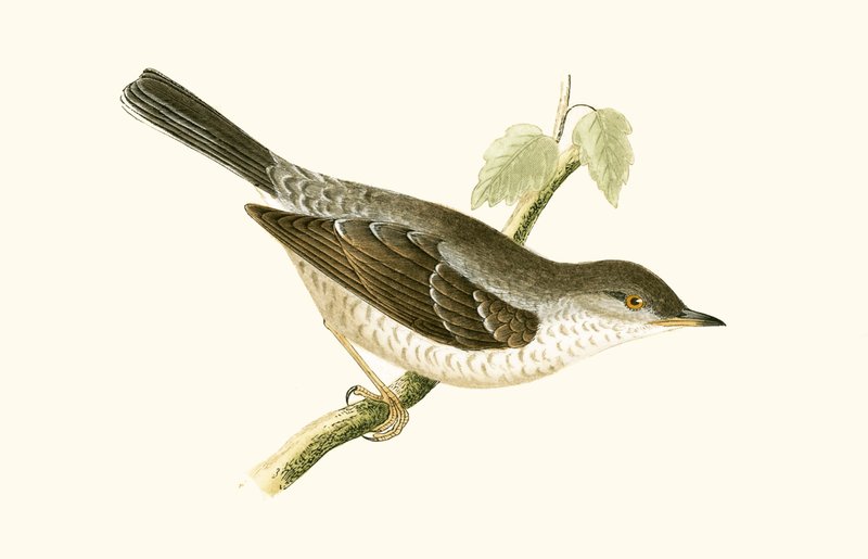 Barred Warbler, illustration fra 