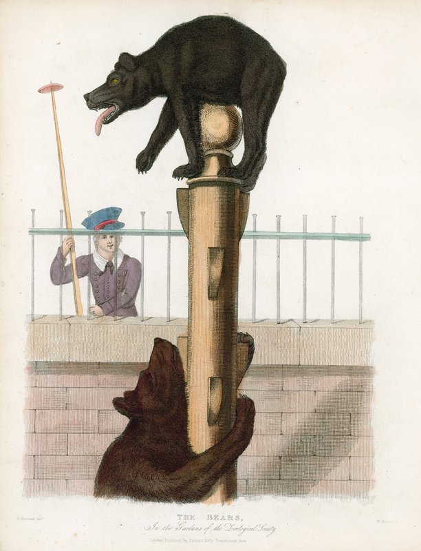 Bear Pit, London Zoological Gardens, Regents Park af English School