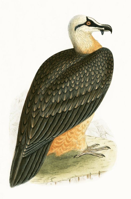 Bearded Vulture, illustration fra 