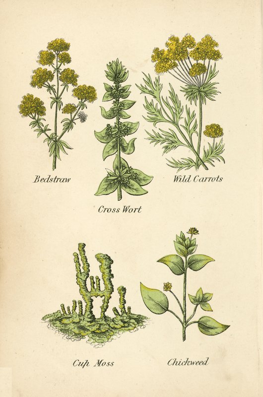 Sengehalm, korsurt, vilde gulerødder, kop mos, kyllingemad (farve litho) af English School