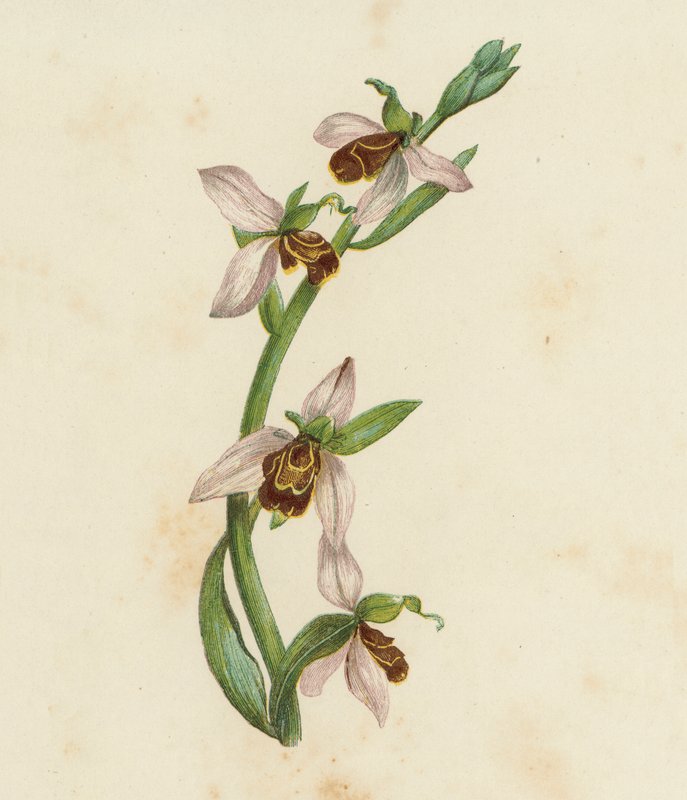 Bi-orkis, Ophrys Apifera (farvelitografi) af English School