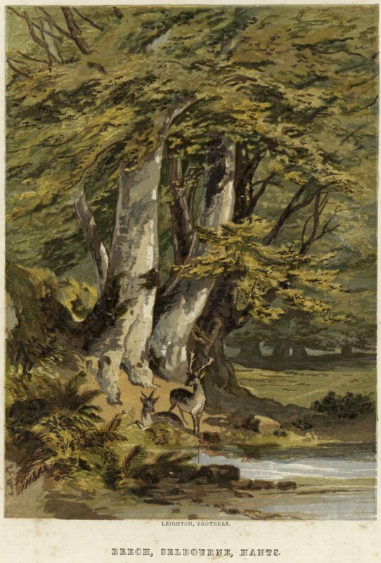 Bøgetræer nær Selborne, Hampshire af English School