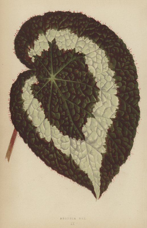 Begonia Rex af English School
