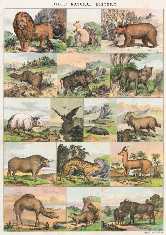 Bibelens naturhistorie af English School
