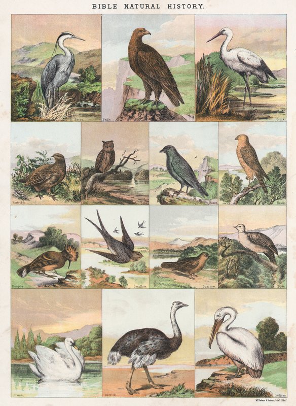 Bibelens naturhistorie af English School