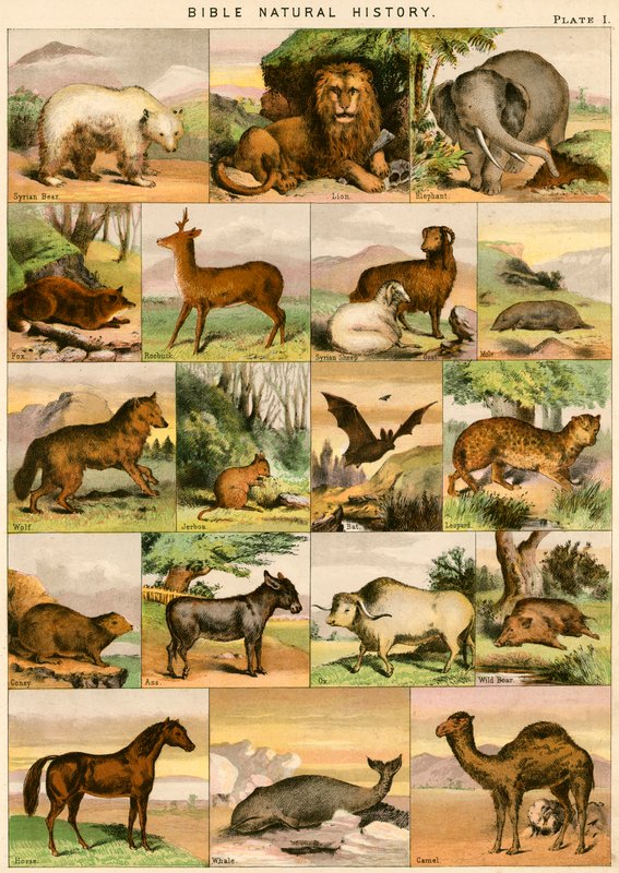 Bibelens naturhistorie af English School