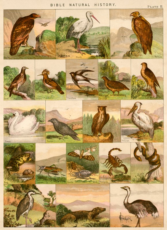 Bibelens naturhistorie af English School