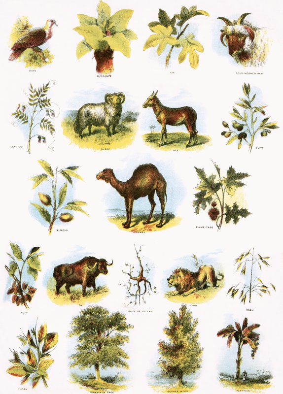 Bibelske illustrationer af English School