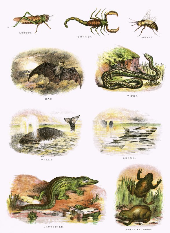 Bibelsk naturhistorie af English School