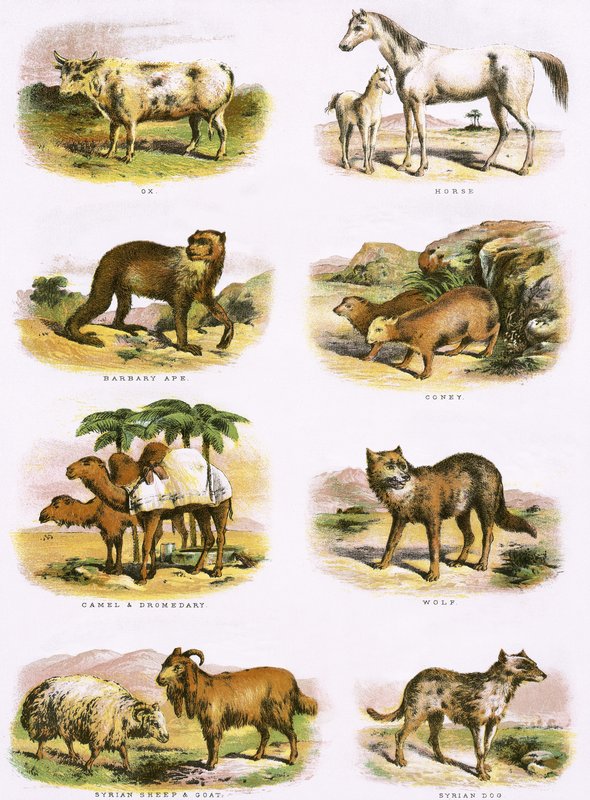 Bibelsk naturhistorie af English School