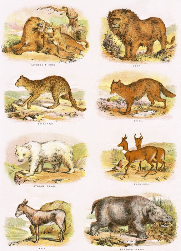 Bibelsk naturhistorie af English School