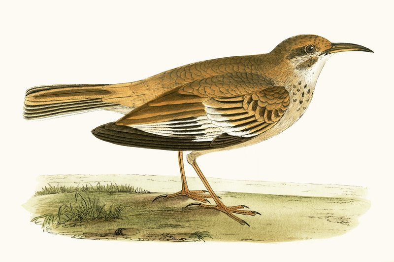 Bifasciated Lark, illustration fra 