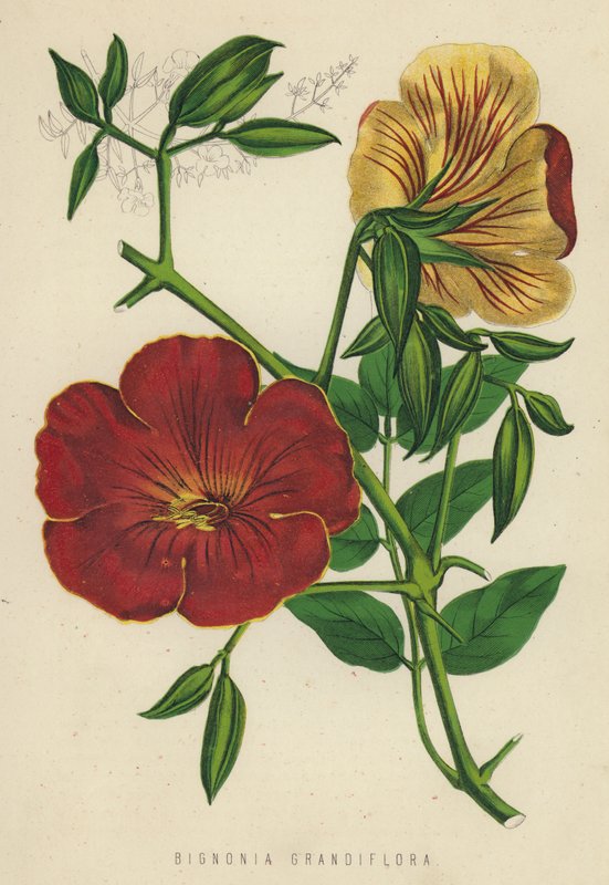 Bignonia Grandiflora (chromolitho) af English School