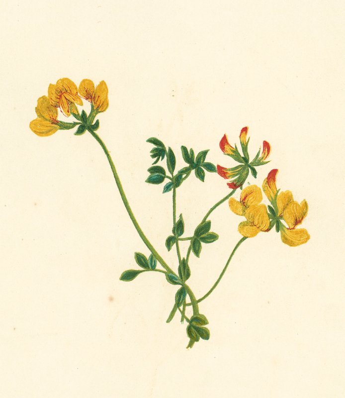 Fuglefodsløg, Lotus Corniculatus (farvelitografi) af English School